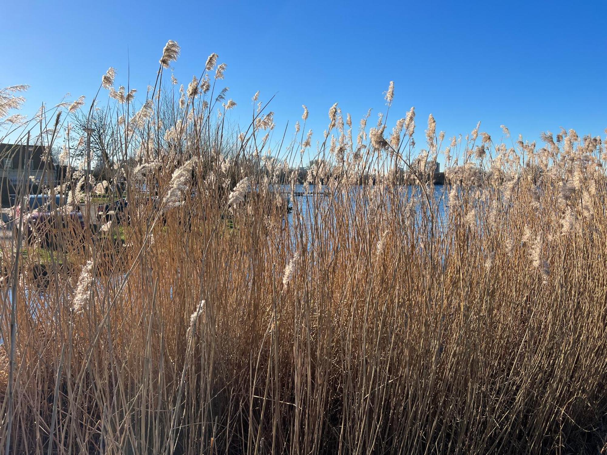 De Witte Dame Daire Zierikzee Dış mekan fotoğraf